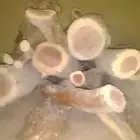 حطب مستورد جروم سمر كبار شلايخ   البيع سمح