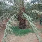 يوجد لدي نخل سلطانه وهلالي وخلاص ومسكاني ونبوت سيف وبرحي حائ