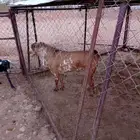 تيس فحل اجم