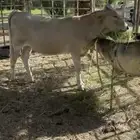 حسيله المنانيه عمره 8 اشهر تقريبن
