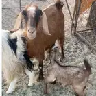 معزا متابيع