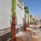 زاعت نخيل عربي ووشنطن