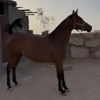 فرس شعبي دم فاخر
