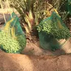 نخل مثمر للبيع