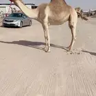سودانيه معشر كفو على سياف ولد موجه منتج سبق