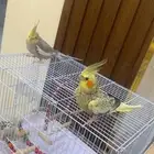 مكه حي الخضراء تم البيع