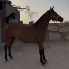 فررس شعبية تنافس الواهو