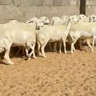 غنم حريات حرش 15 راس ( تم البيع )