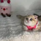 ذكر سكوتش فولد للبيع مستوى بطل