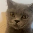 قطة سكوتش ستريت للبيع