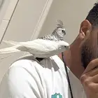 جوز كروان اليف هدد وطفرة النوادر .