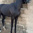 فرس شعبيه فاخره لقاح خمس شهور