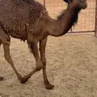 قعود قصب