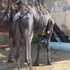 بكره مجهم