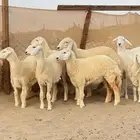 7 رخال صنف الصنف الي يبي يسس مراح القناي