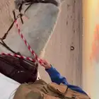 تدريب ركوب خيل ركوب حر