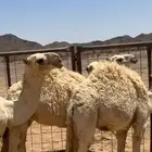 قعود فردي حيسوني