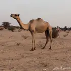 خلفه هجن