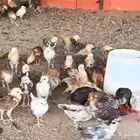 ديك بلدي منتك الوقع عفيف