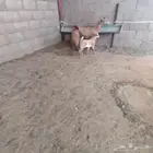 عنز جنوبيه حدرها تيس سن جذعه عمر ولدها شهر ديد سلم حلب وفر