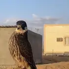مطلوب  حموق او قليميه الموقع الوجه التواصل واتس