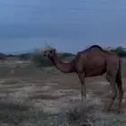 بكرة سنه 3 سنوات فراش الجمل