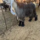 عرض بيع فحل عارضي خصم