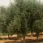 اشجار زيتون