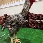 ديك فارسي (حجازي ) فيومي فاخر