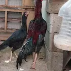 دجاج باكستاني سندي فواخر