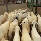 طليان ورخال