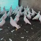 حمام فرنسي عشه حوالي 30 جوز