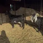 معزا مضاريع ودفيع