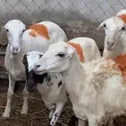 ضان مقاني العدد 4