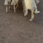 للبيع 8رخال حريه