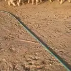 بهم عمره 7شهور حلال نظيف مشروط