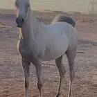 حصان شعبي