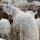 فحل حري صنف مشروط رباع