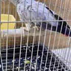 انثى كاسكو منتجه