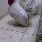 جوز هزاز امريكي