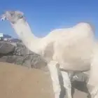 اللي البعير هذا عنده ولا كان في مراحه يتواصل معي خاص