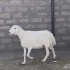 شاه حريه للبيع