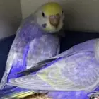 فروخ بادجي أليفه وغر