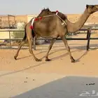 لقحه للبيع