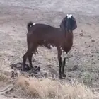 عنز محايل عسير