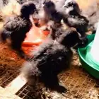 فروخ قطني اسود ملكي ( Black )