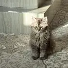 قطه للبيع شيرازي عمرها 6 شهور