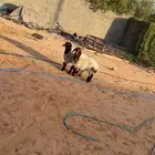 هرافى