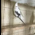 ذكر كروان بايد منتج