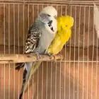 جوز بادجي إنجليزي توب ( تم البيع )